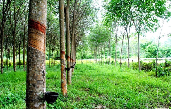Cao su Phước Hòa (PHR) đặt kế hoạch 1.246 tỷ đồng LNTT, tăng trưởng 64% 